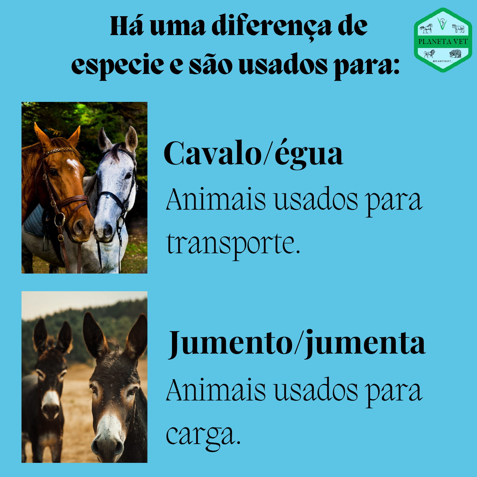 Cruzamento de equideos - Reprodução Veterinária