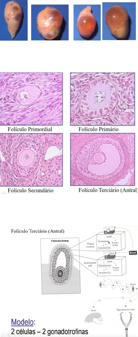 folículo terciário