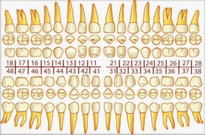 Odontograma - Anatomia E Escultura Dental