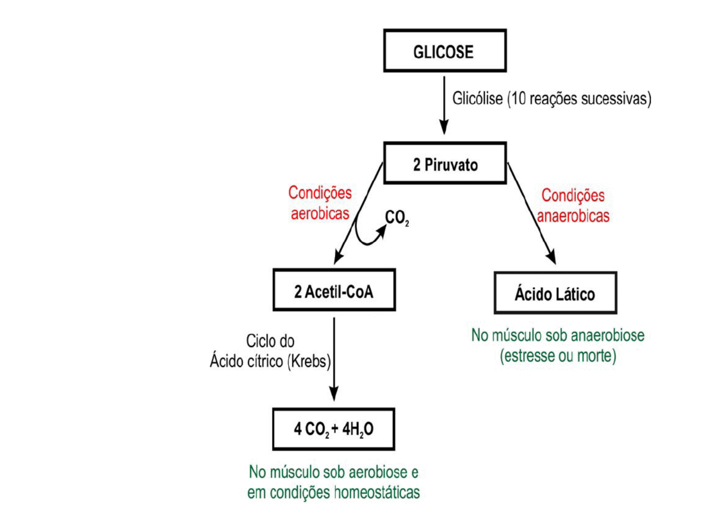 Grátis: Transformacao musculo carne.pdf - Material Claro e Objetivo em PDF  para Estudo Rápido, image size:1440x1080
