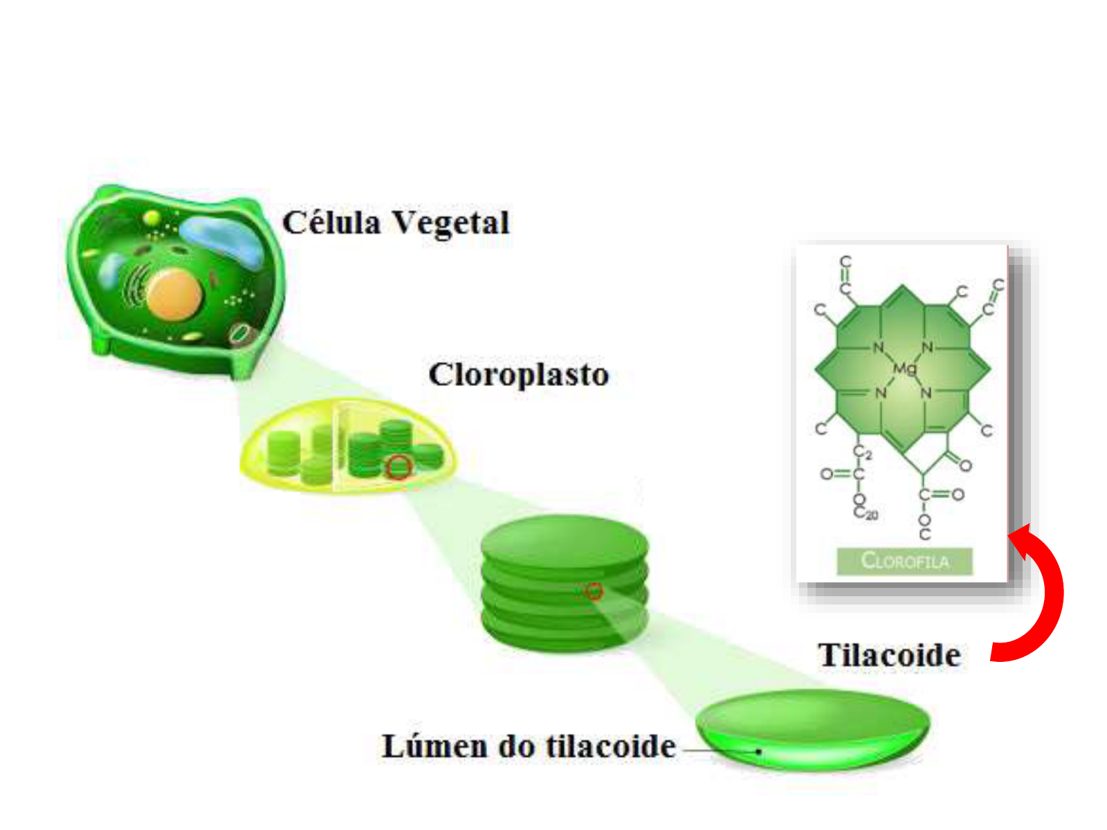 Grátis: Apostila Estrutura e Função Vegetal - Material Claro e Objetivo em  PDF para Estudo Rápido, image size:1600x1200