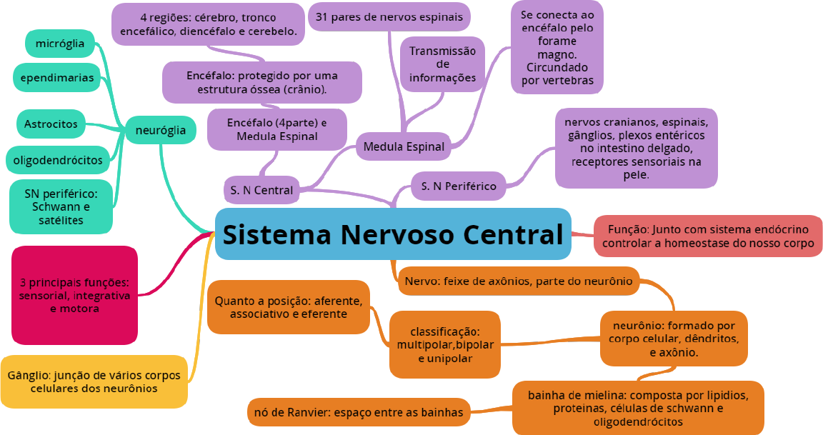 Mapa Mental Sistema Nervoso Central Fisiologia I