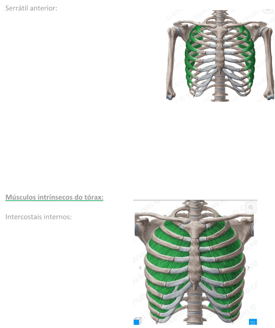 cadáver de músculo intercostal externo