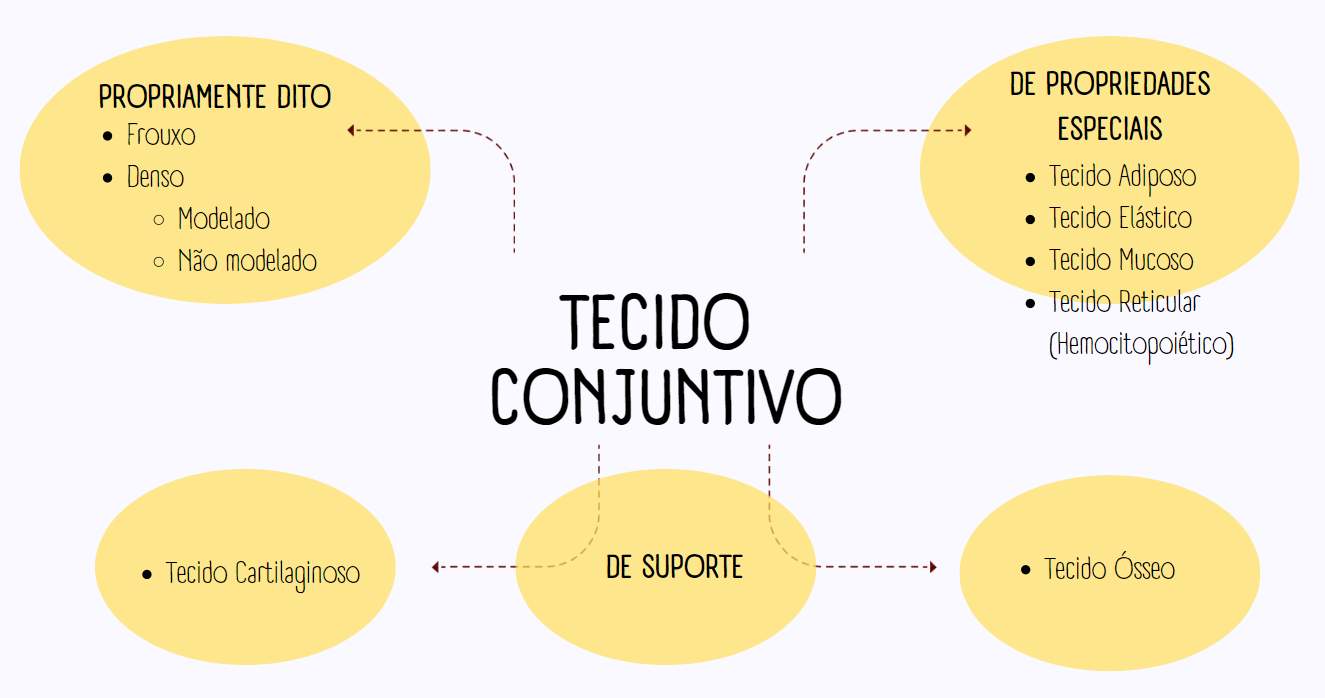 Tipos De Tecido Conjuntivo Biologia Celular E Molecular