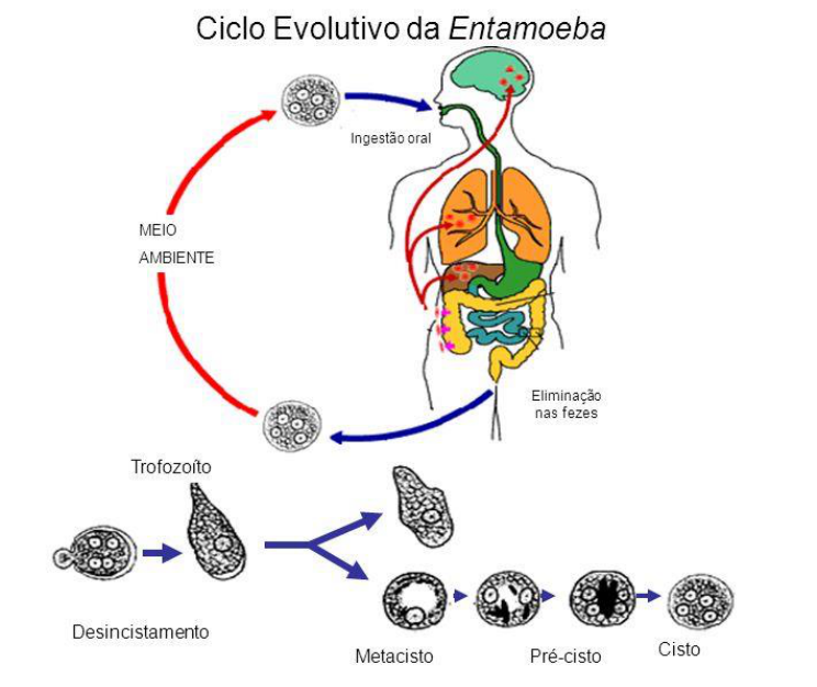 Ciclo De Vida De Entamoeba Histolytica 5678