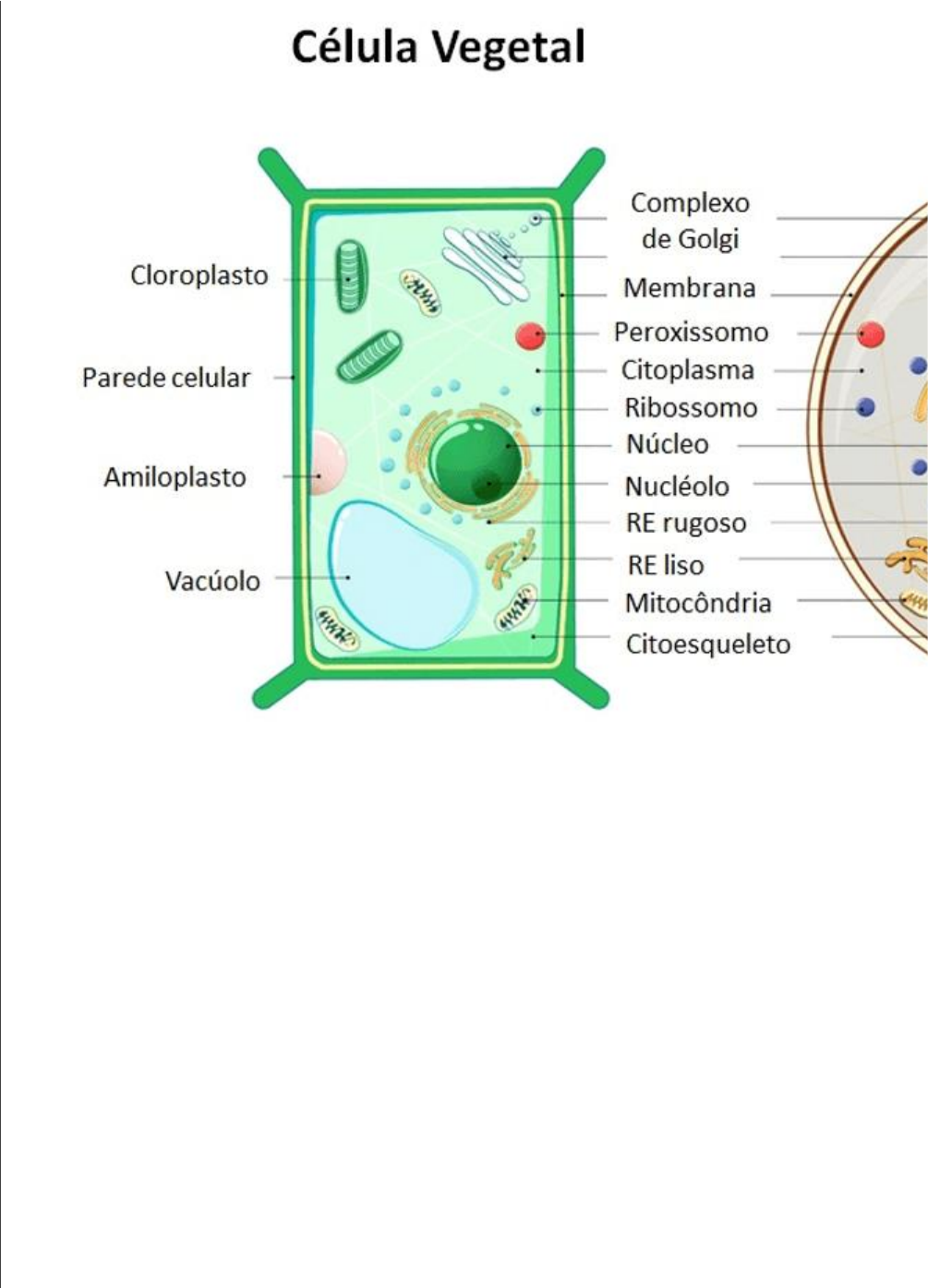Grátis: introdução a biologia celular e do desenvolvimento - Material Claro  e Objetivo em PDF para Estudo Rápido, image size:1005x1395