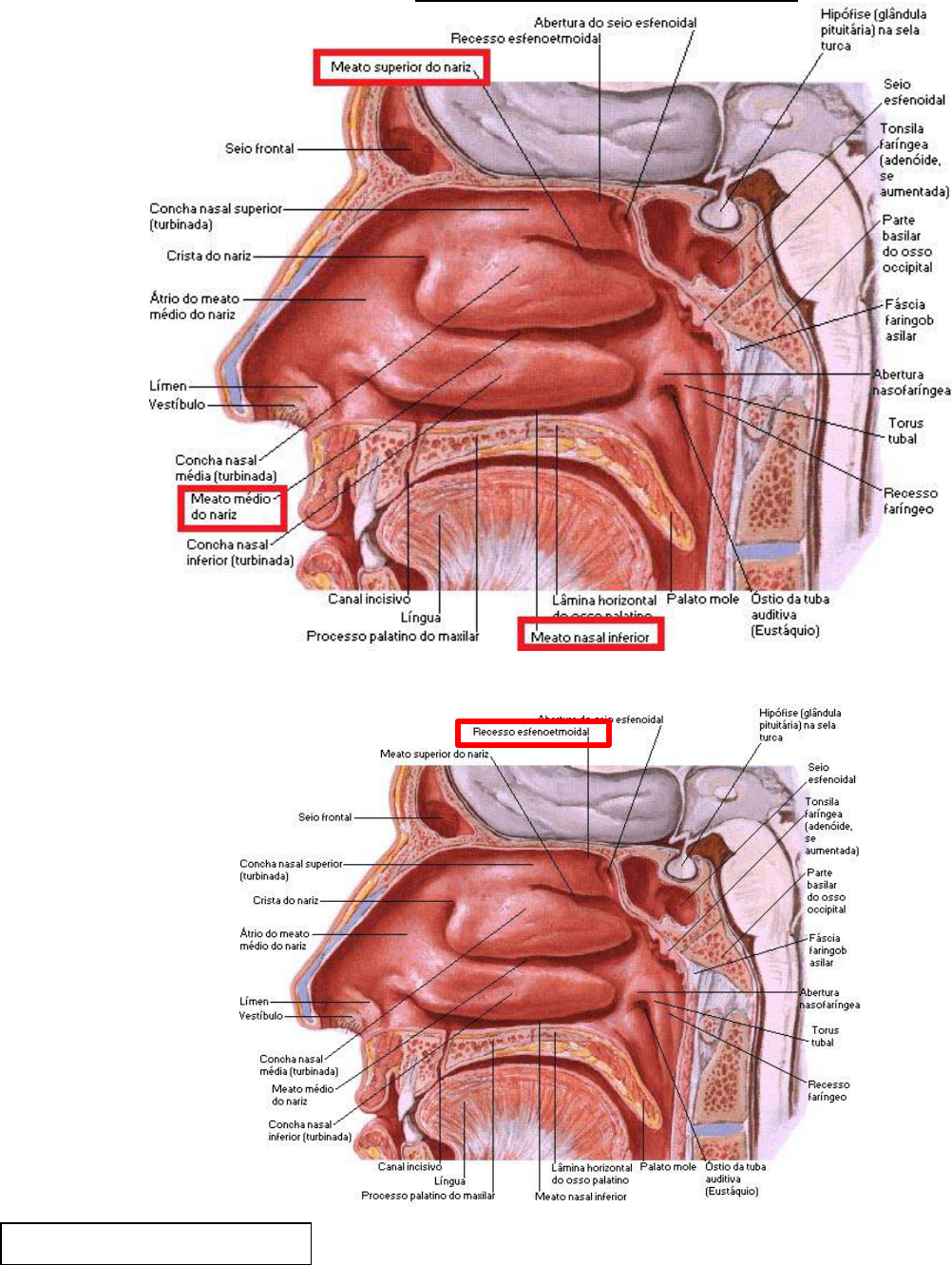 anatomia das conchas nasais