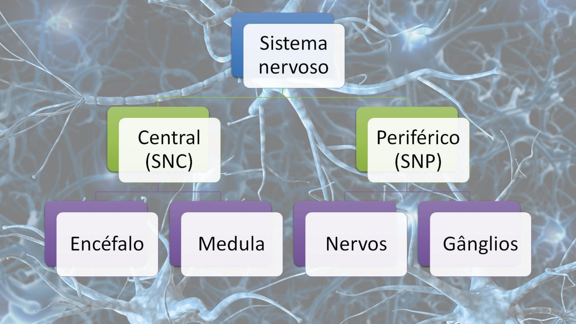 Sistema Nervoso Biologia