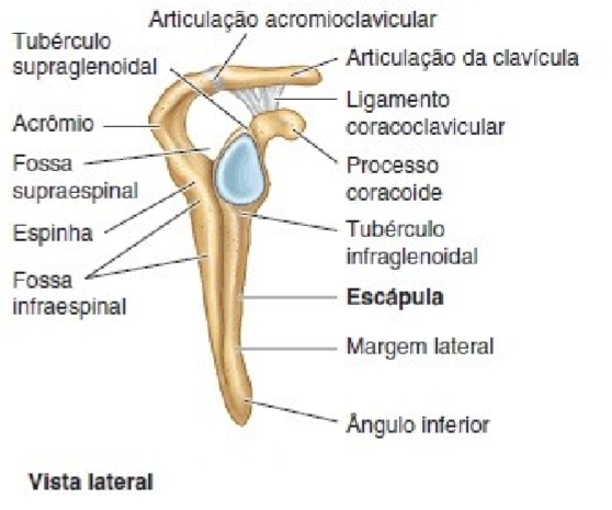 Escápula Lateral - Anatomia I