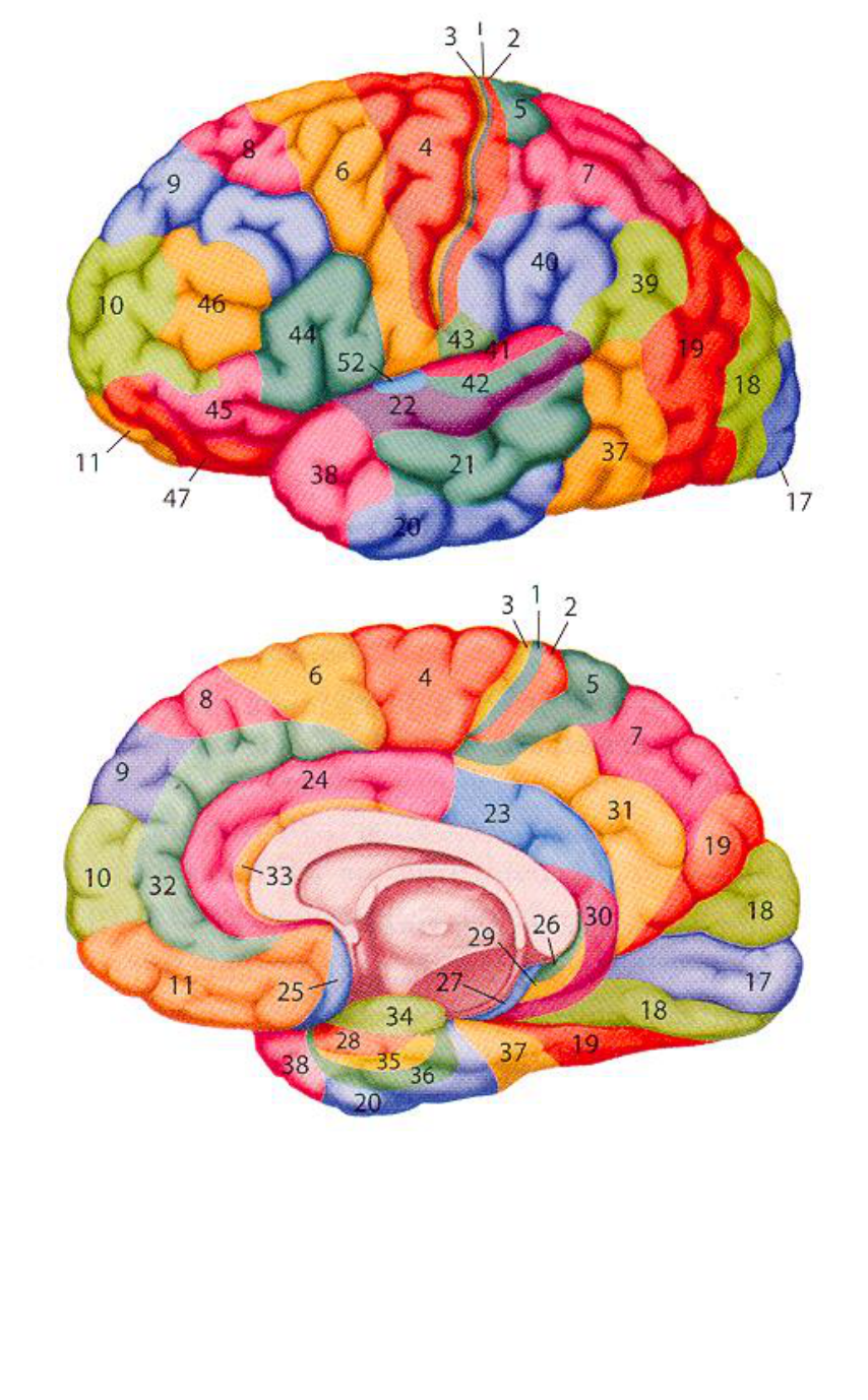 Brain карта. Поля коры головного мозга по Бродману. Карта полей коры больших полушарий по Бродману. Зоны Бродмана.