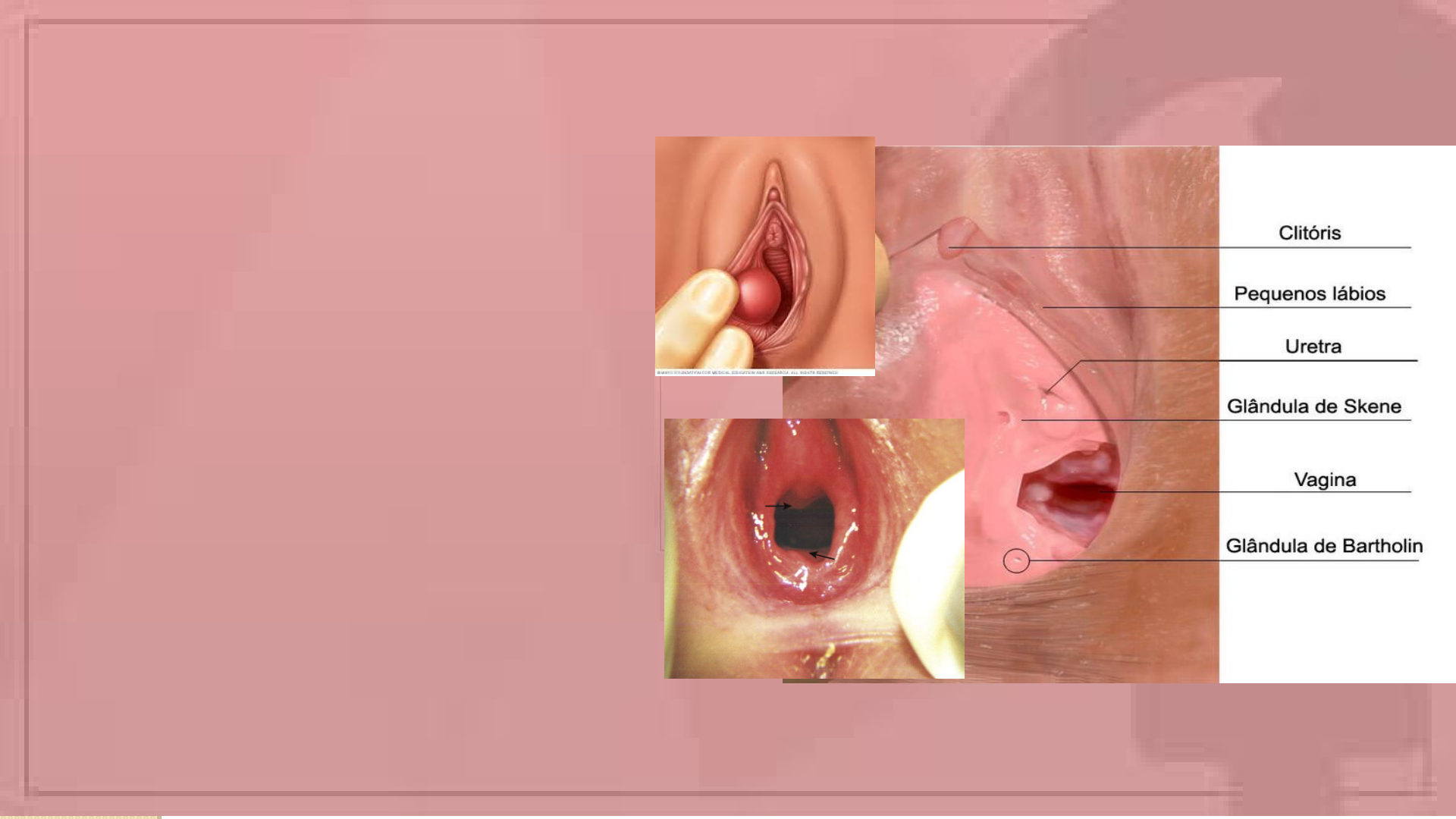 SLIDE%20ANATOMIA%20VAGINA1 - Anatomiafisiologica