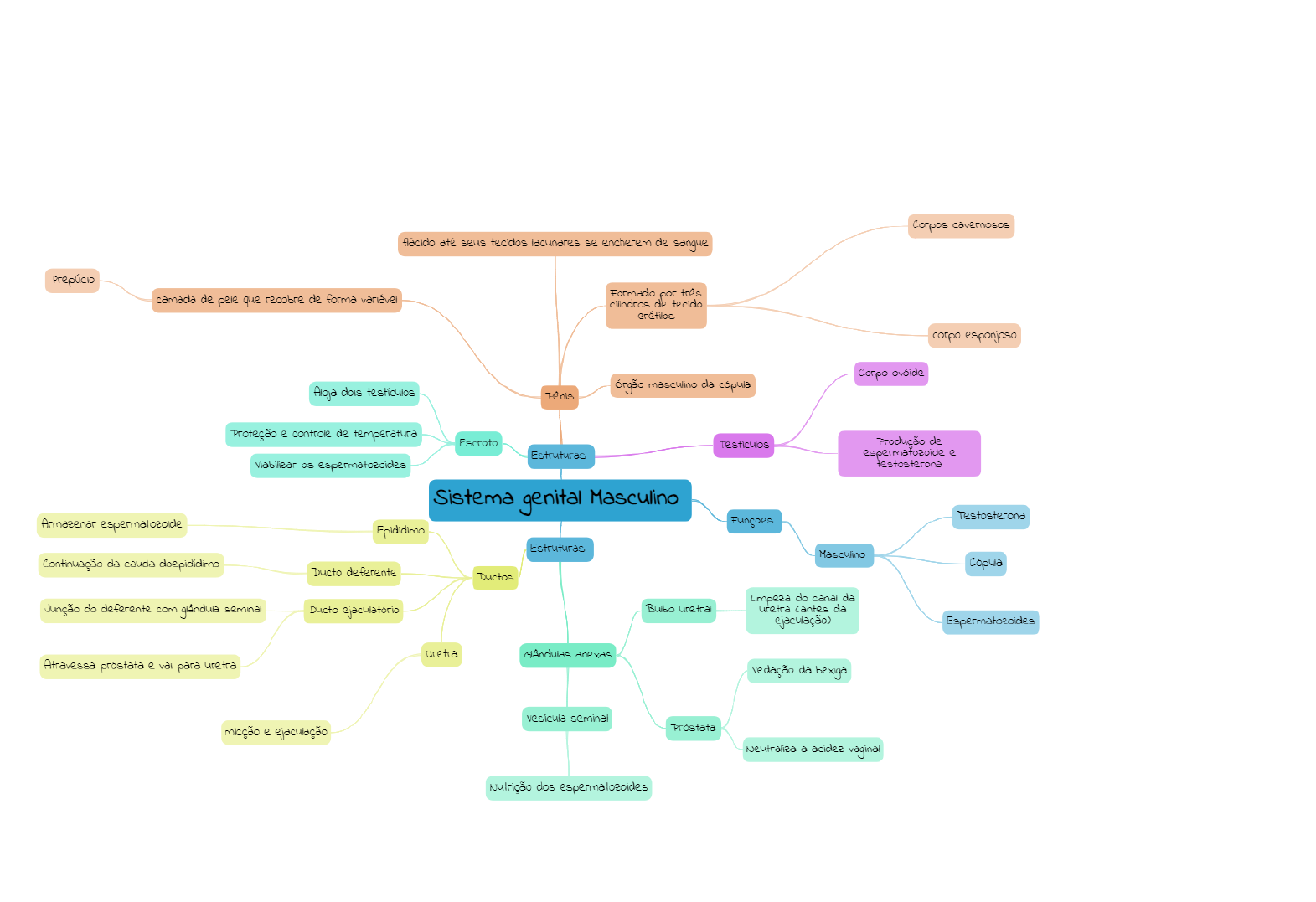 Mapa Mental Sistema Genital Masculino Anatomia I