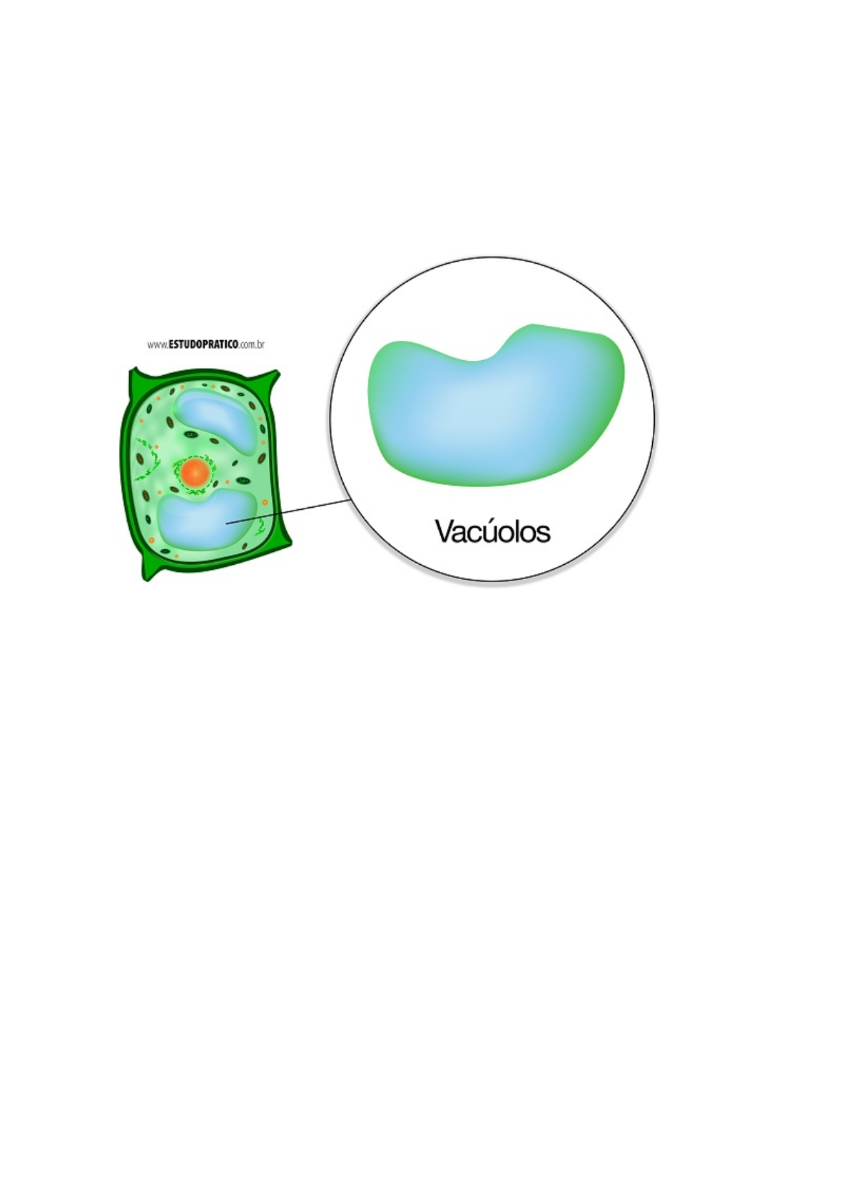Vacuolo Alimentar Em Uma Celula Infografia De La Celula Y Tipos De
