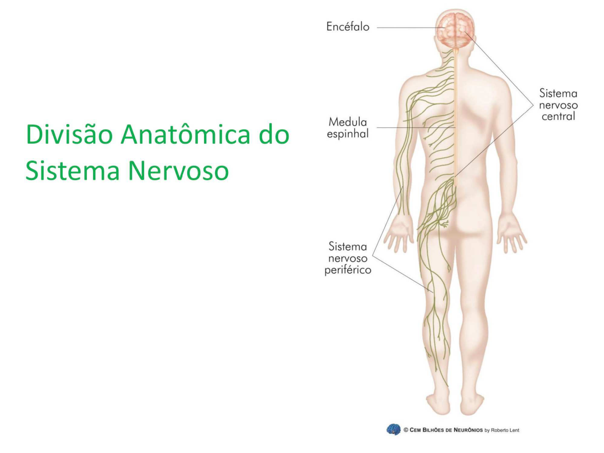 Divisao Anatomica Do Sistema Nervoso Sololearn