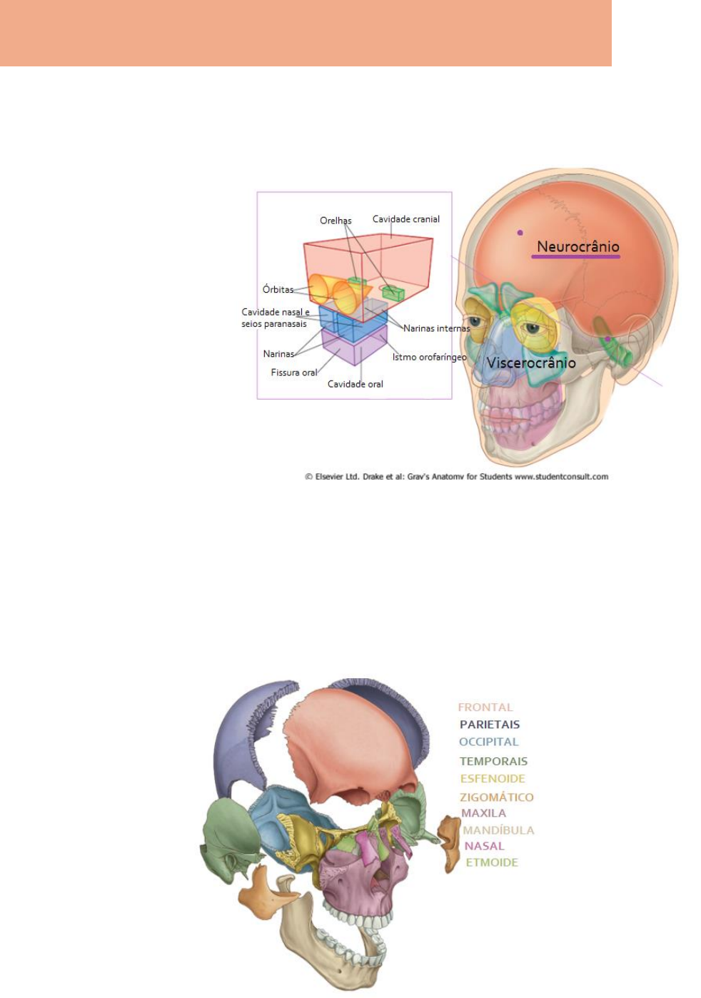 Mandíbula - Vista Posterior  Anatomy, Head and neck, Occipital