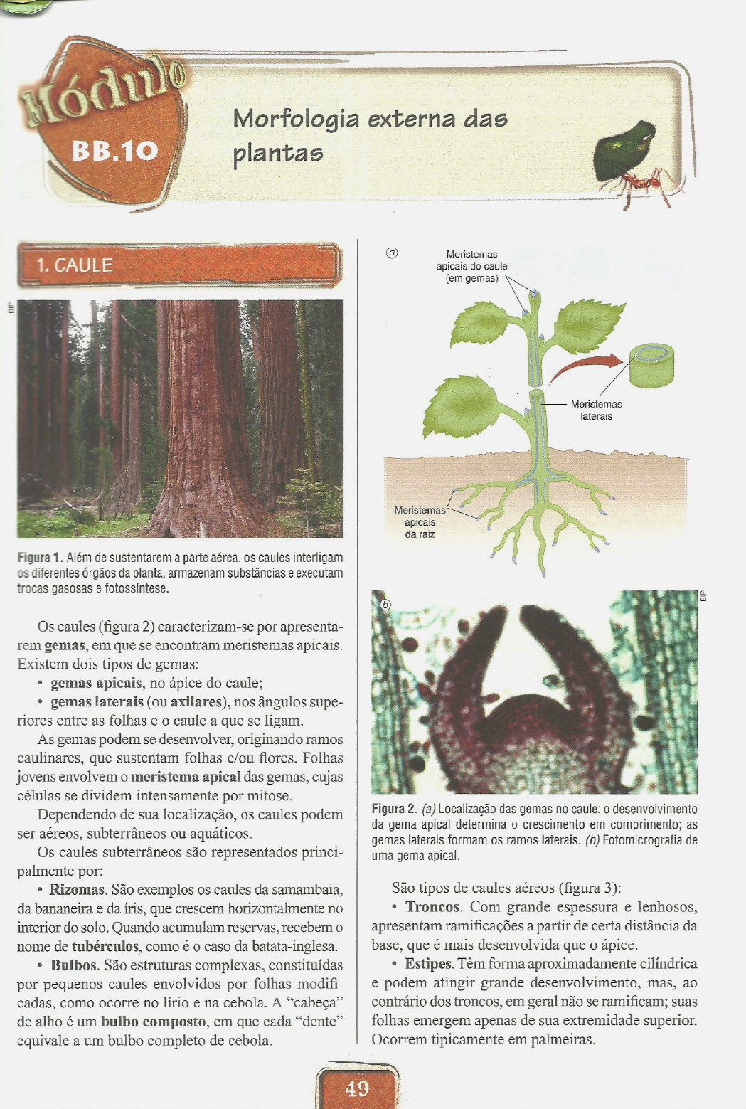 Morfologia Externa Das Plantas - B.B.10 - Botânica