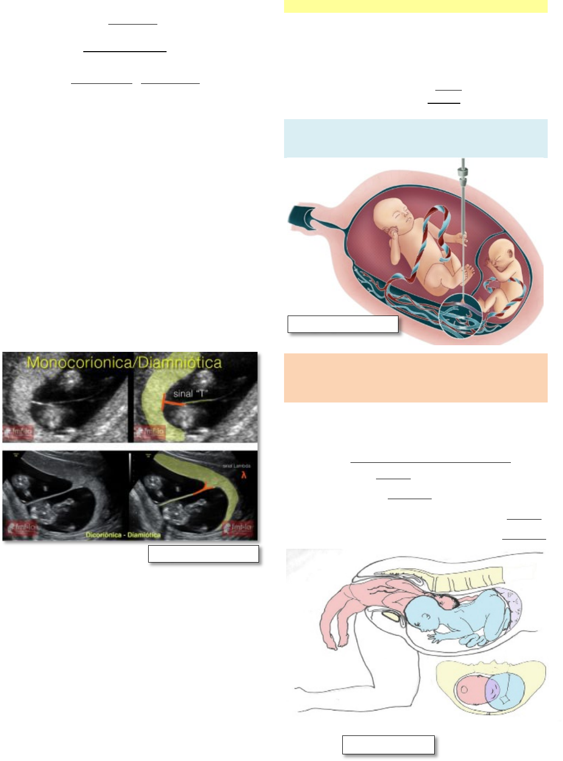 Síndrome de Patau (Trissomia 13) | Concise Medical Knowledge, image size:1102x1488