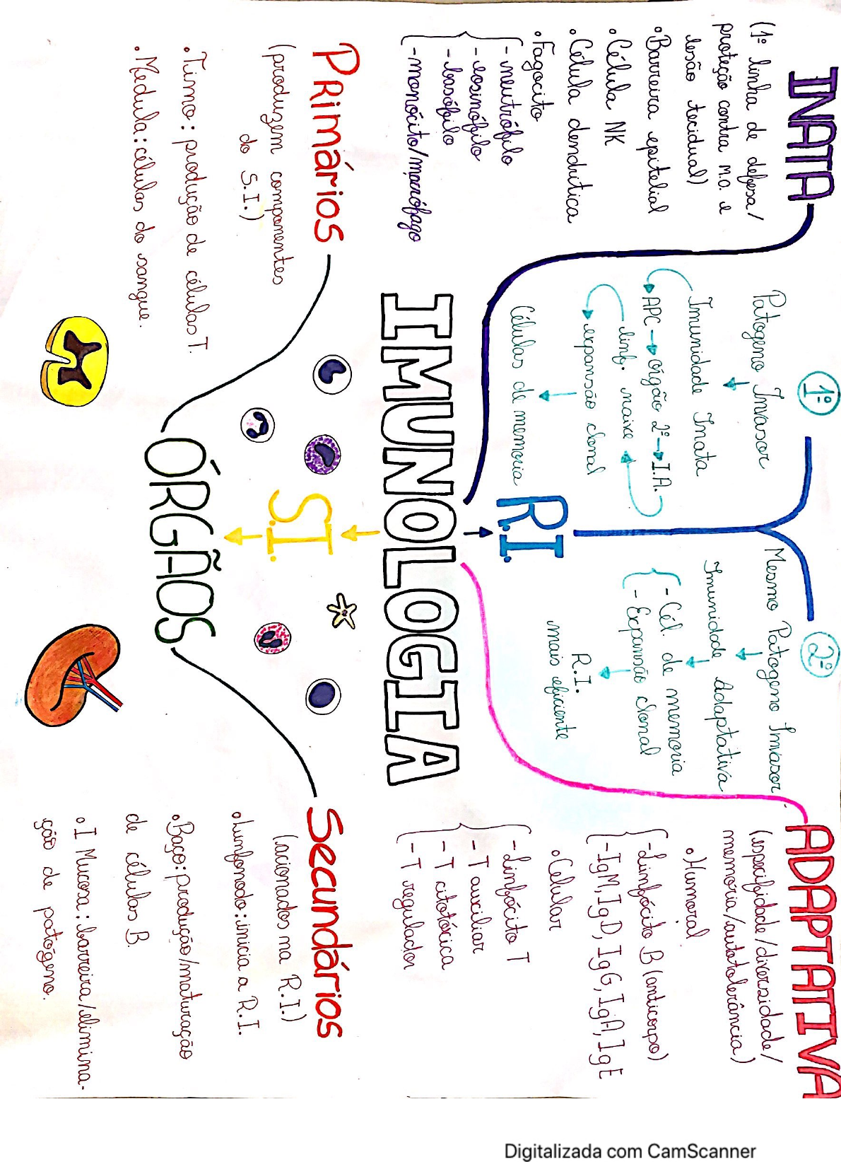 Mapa Mental Imunologia - Imunologia