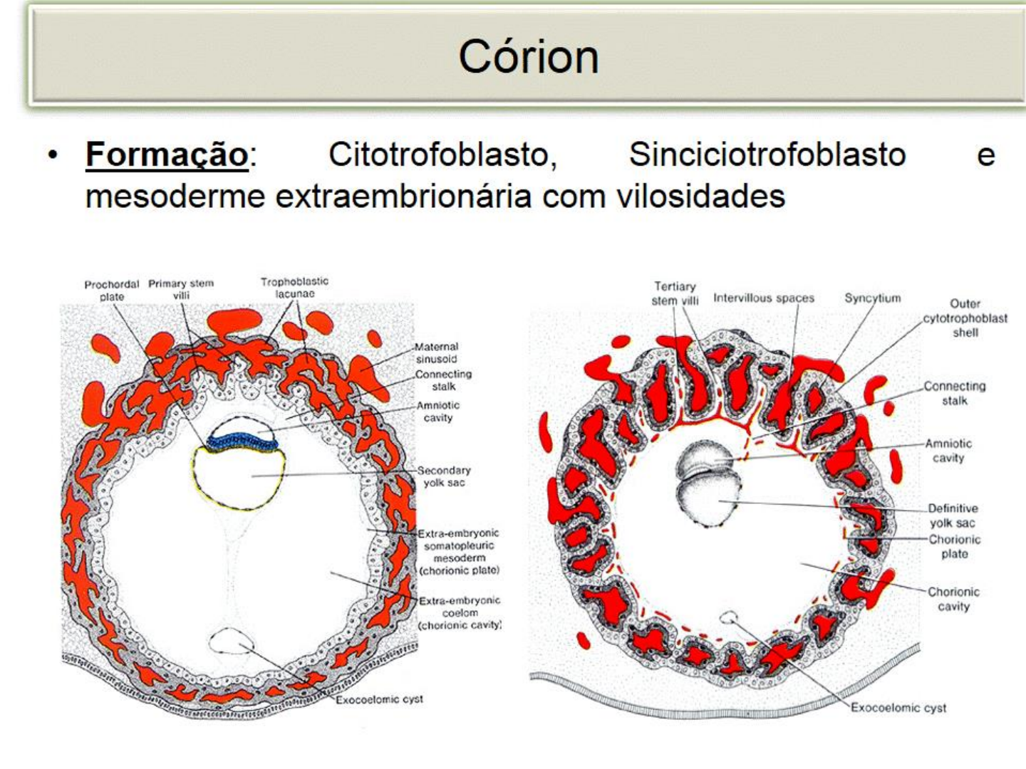 Aula Placenta - Histologia e Embriologia