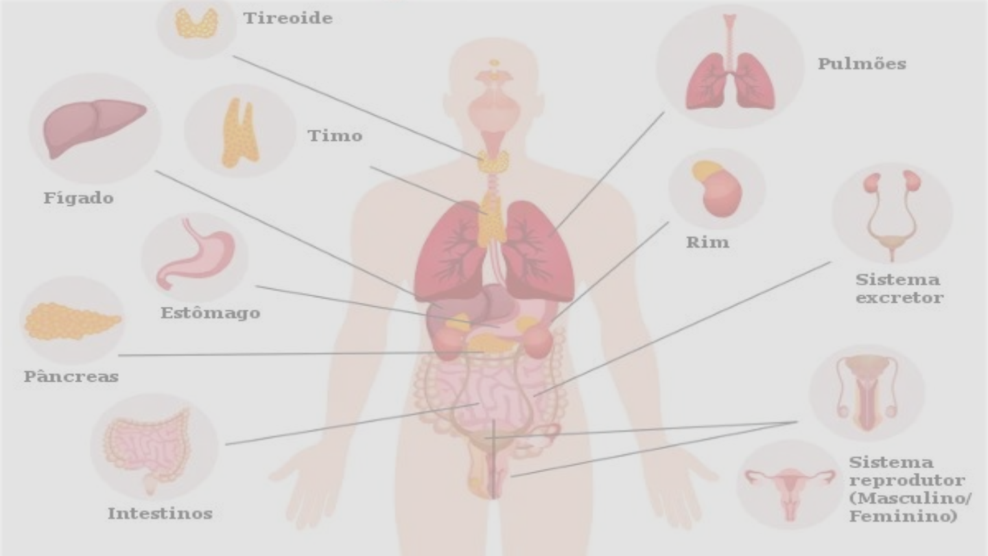 Pelve - Anatomia da pelve - Biologia - InfoEscola