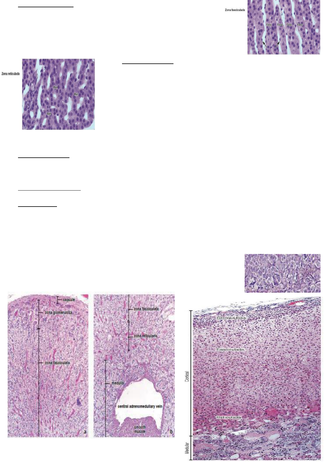 Histologia das Glândulas Adrenais - Histologia I