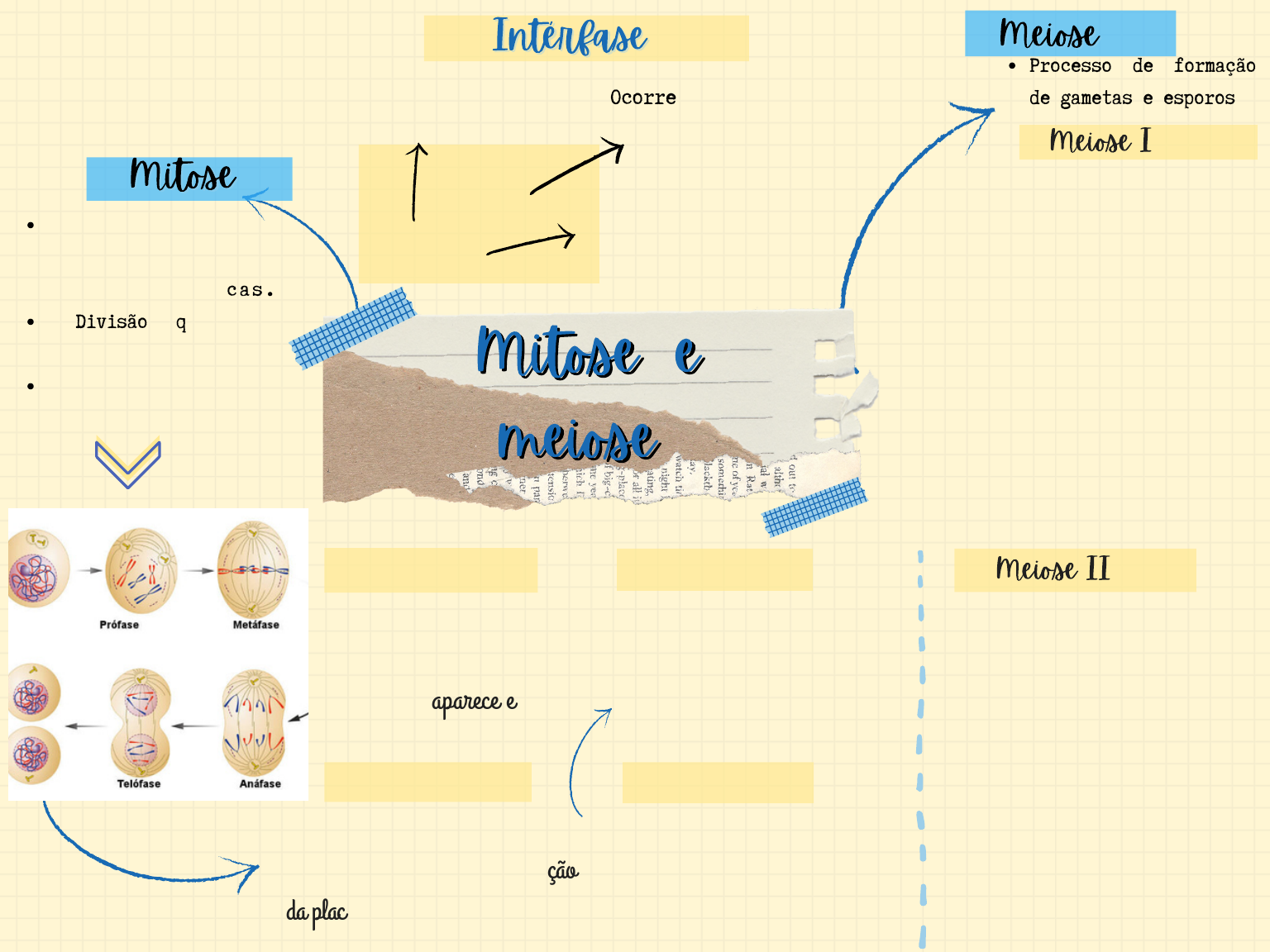 Mitose - Biologia Enem