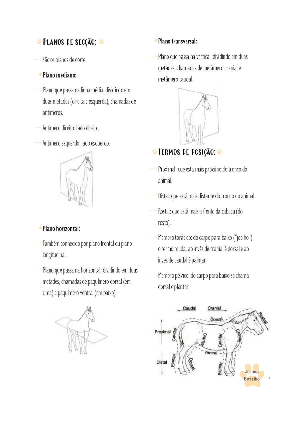 Planos E Eixos Anatômicos Animal - ENSINO