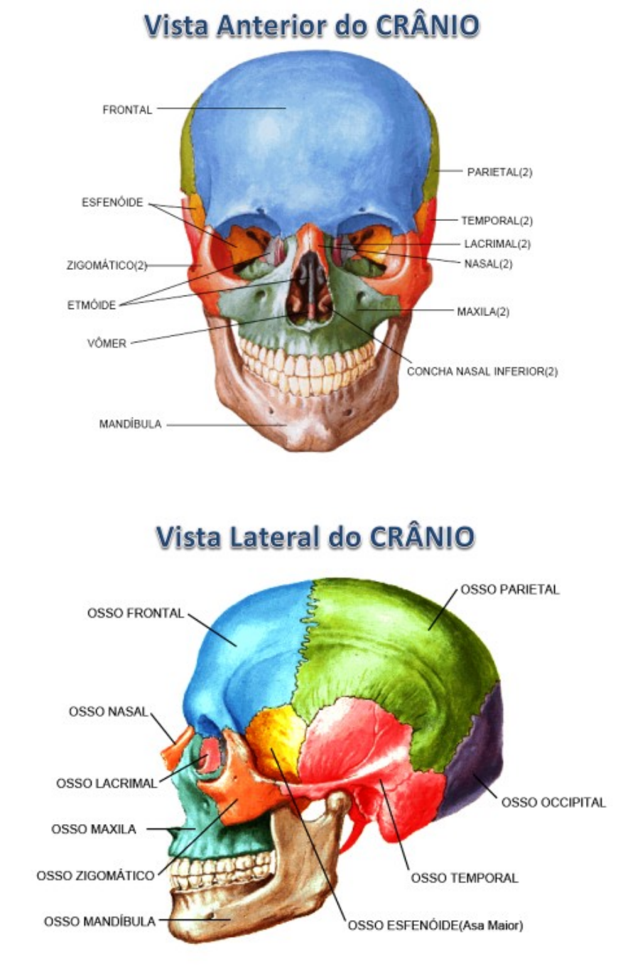 APOSTILA DE OSSOS - ANATOMIA - Anatomia Humana Basica Educação Fisica