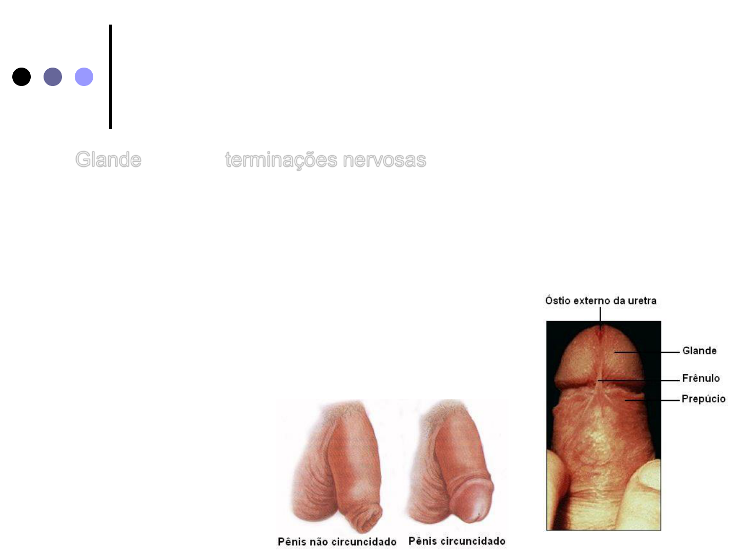 Sistema Reprodutor Masculino - Embriologia