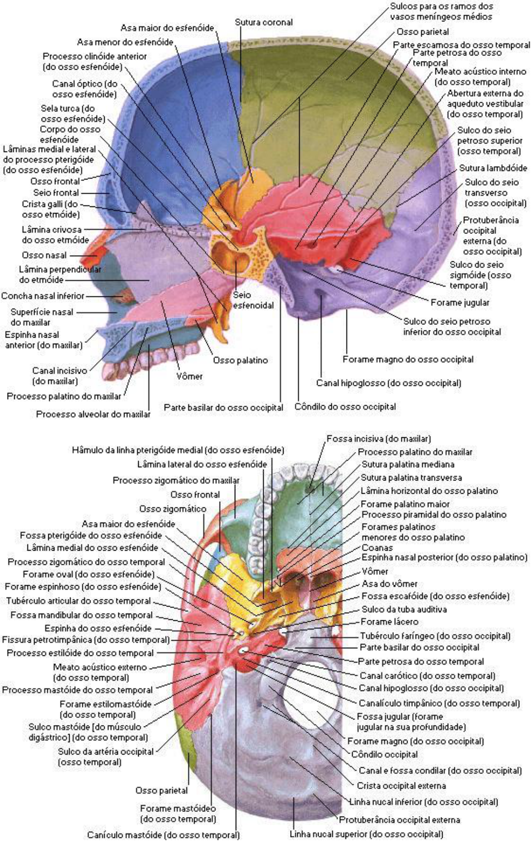 Anatomia Do Crânio - Anatomia I