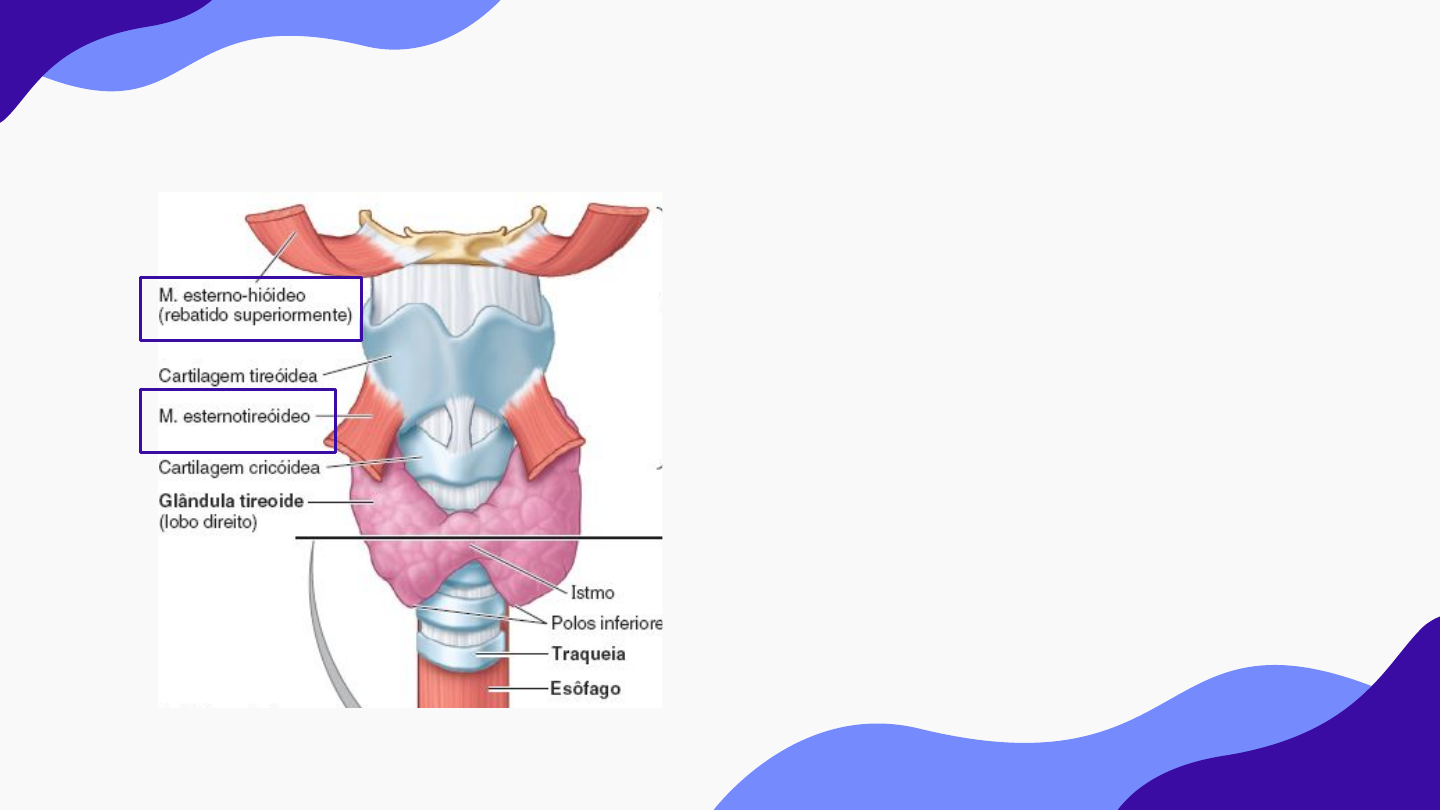 Grátis: Anatomia da tireoide - Material Claro e Objetivo em PDF para Estudo  Rápido, image size:1440x810