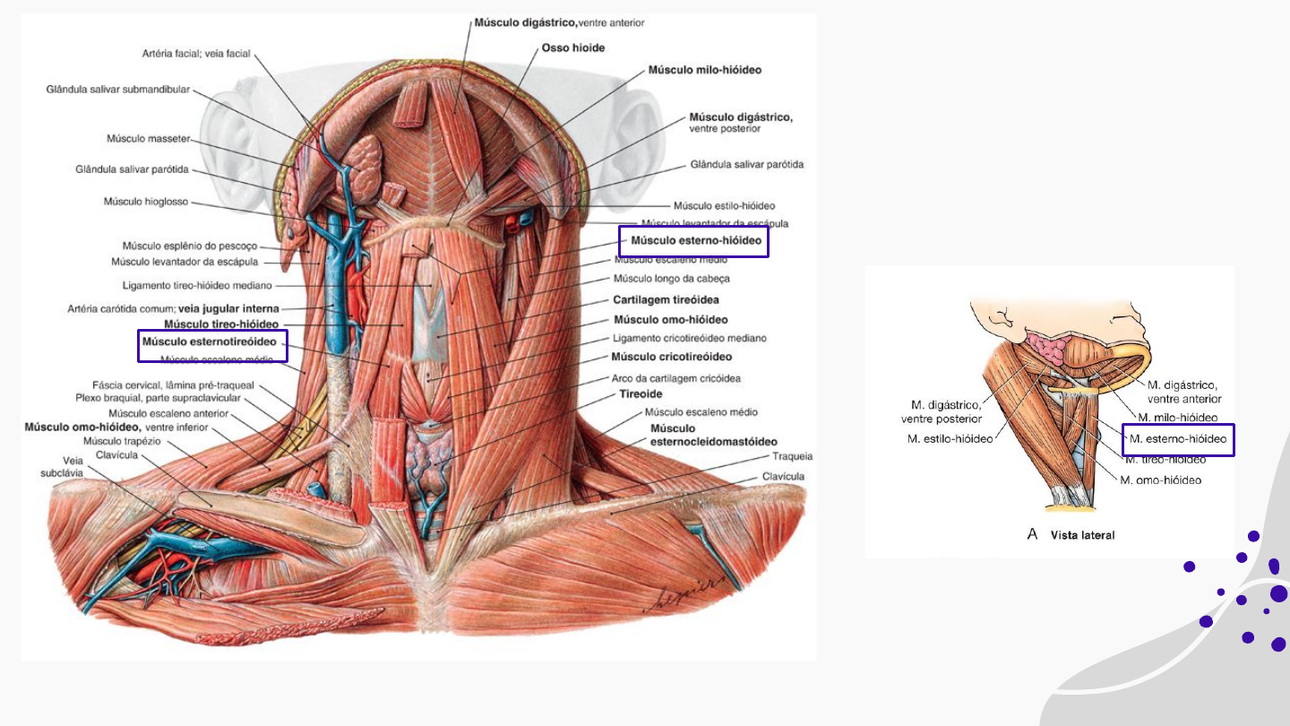 Grátis: Anatomia da tireoide - Material Claro e Objetivo em PDF para Estudo  Rápido, image size:1440x810