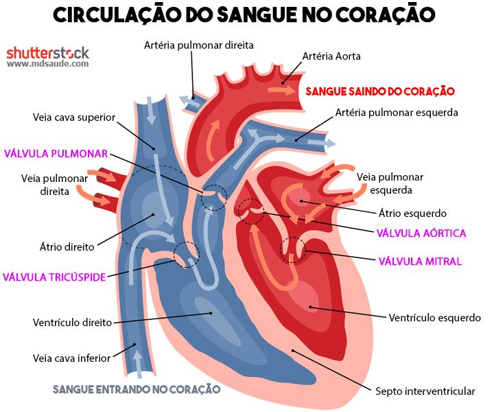 Circulacao Coracao Enfermagem 4843