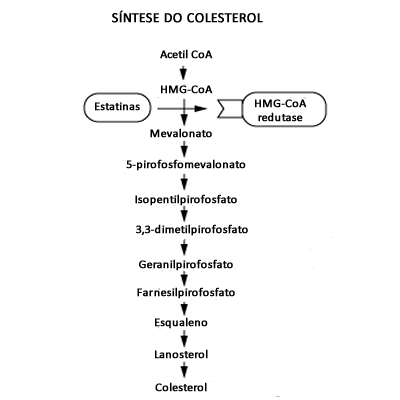 colesterol sintese mapa mental - Nutrição