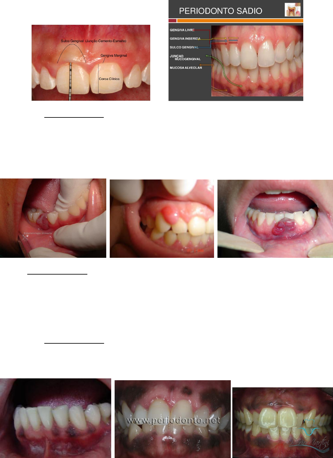 Decodificando gengivas brancas em cães, image size:1075x1478