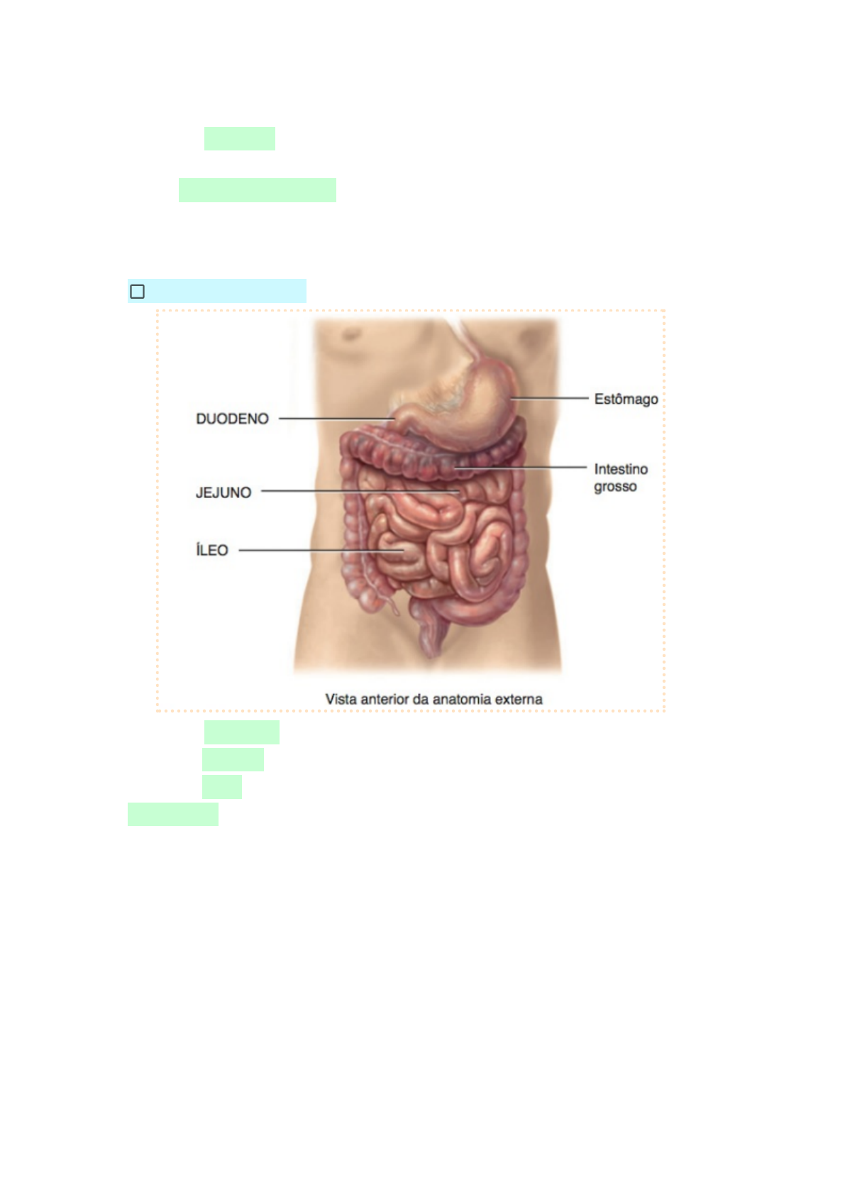 Resumo Sistema Digest Rio Anatomia Humana I Anatomia I