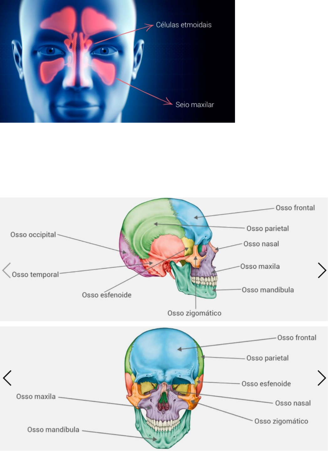 Anatomia do Sistema Musculoesquel tico Educa o F sica