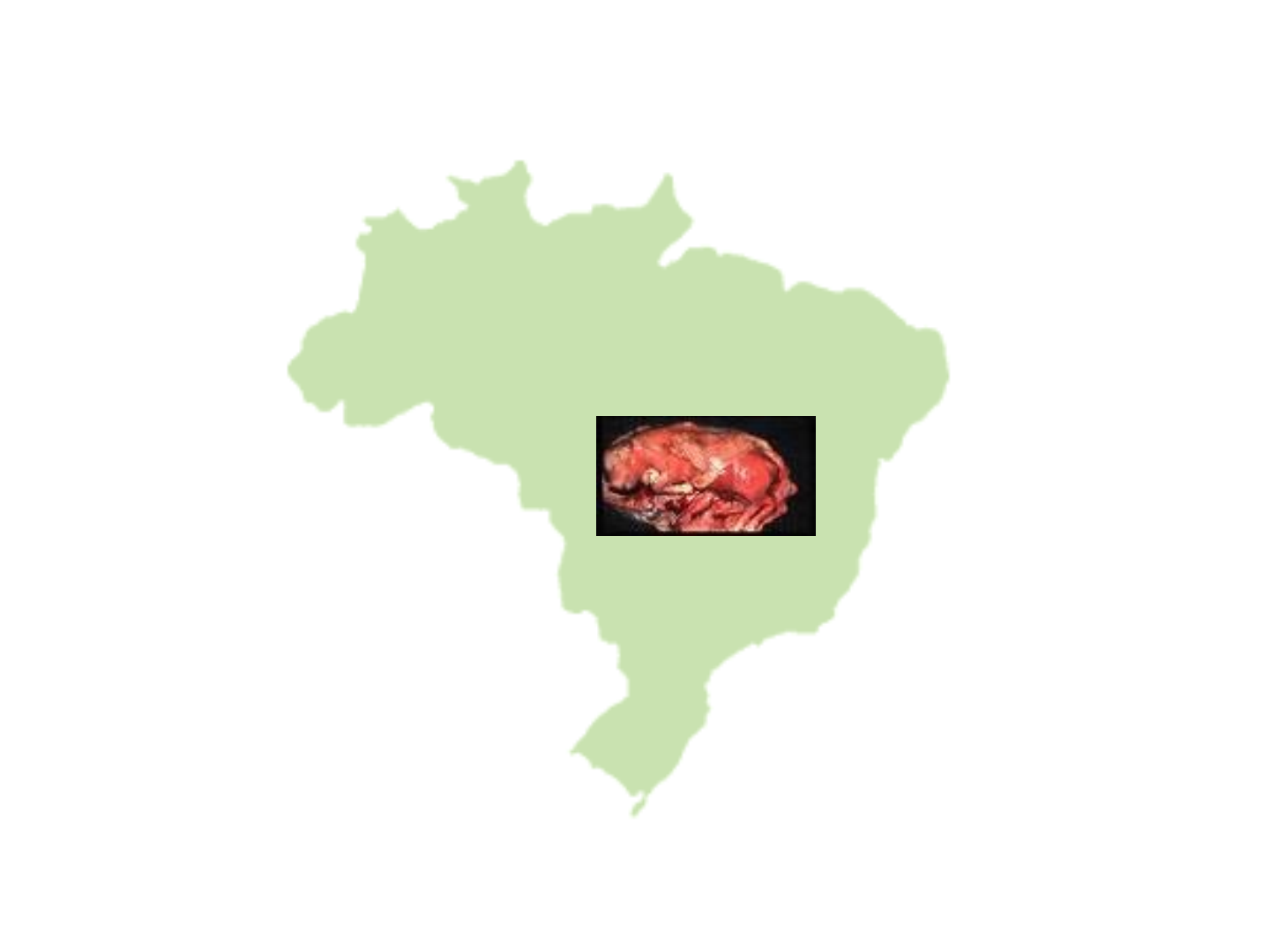 Grátis: Neosporose. Doenças Parasitarias. Veterinária. UFPEL. ATMV
