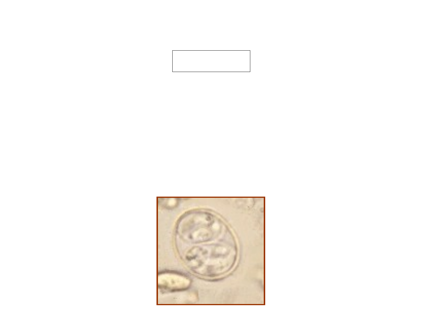 Grátis: Neosporose. Doenças Parasitarias. Veterinária. UFPEL
