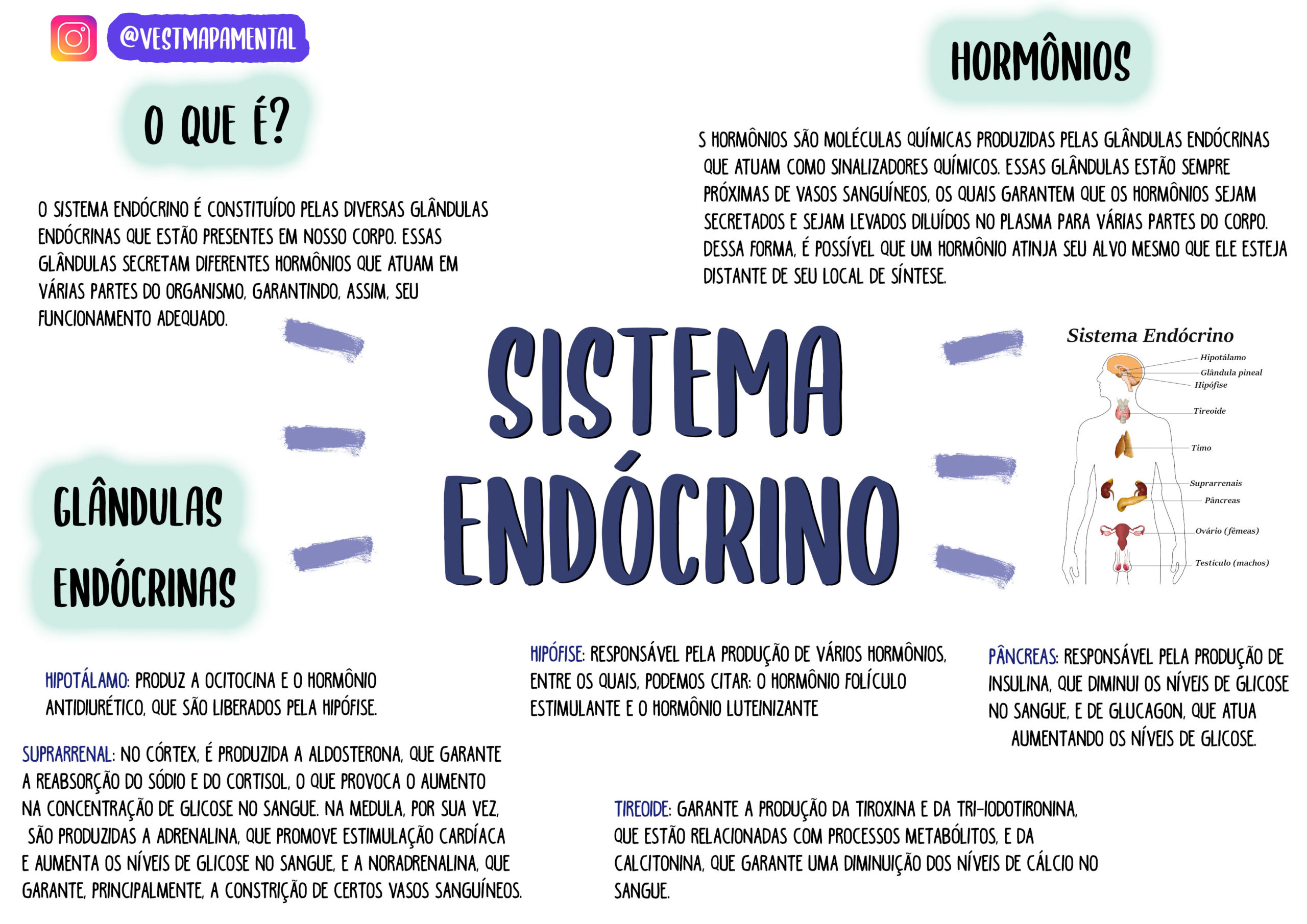 Mapa mental Sis Endócrino - Anatomofisiologia