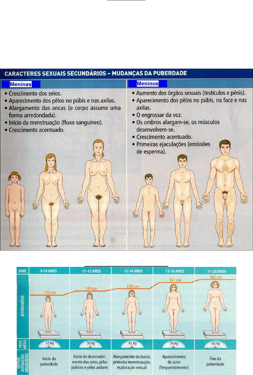 Grátis: Apostila de Ciências - Puberdade e Genitais - Material Claro e  Objetivo em PDF para Estudo Rápido, image size:885x1311