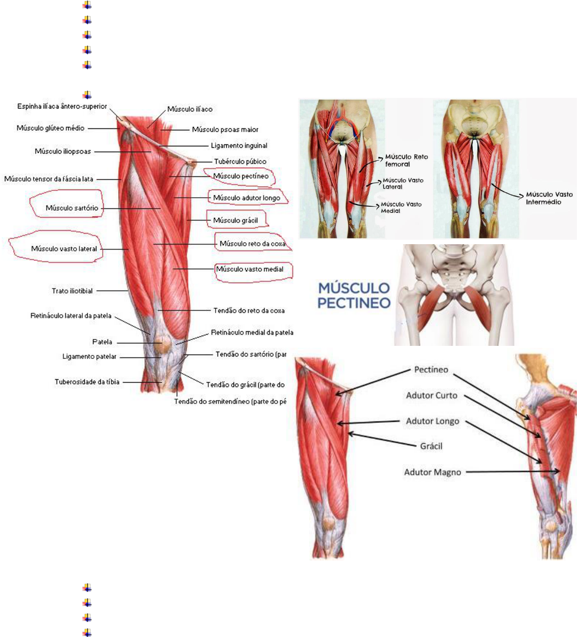 Músculos trabalhados durante o agachamento sumô: Quadríceps; Conjunto dos  músculos adutores (adutor longo, médio e curto/ pectíneo e grácil);  Glúteo, By Jeane Personal Trainer