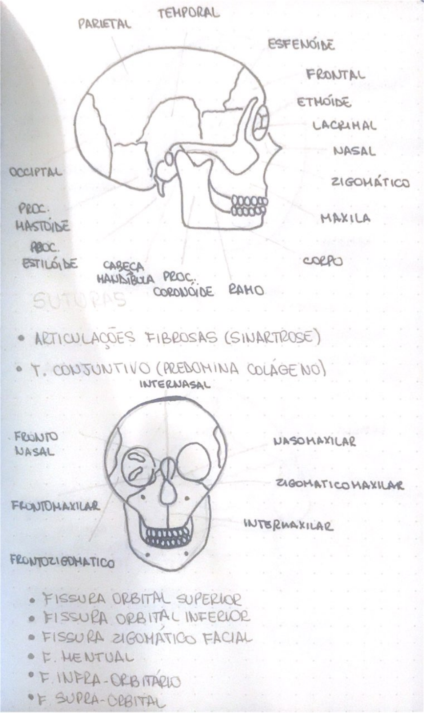 OSSOS E FORAMES DO CRÂNIO Anatomia Humana I