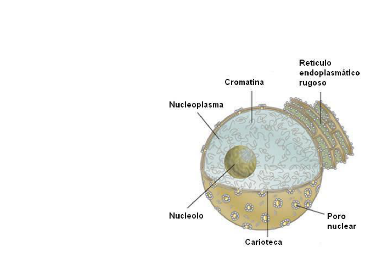 matriz nuclear