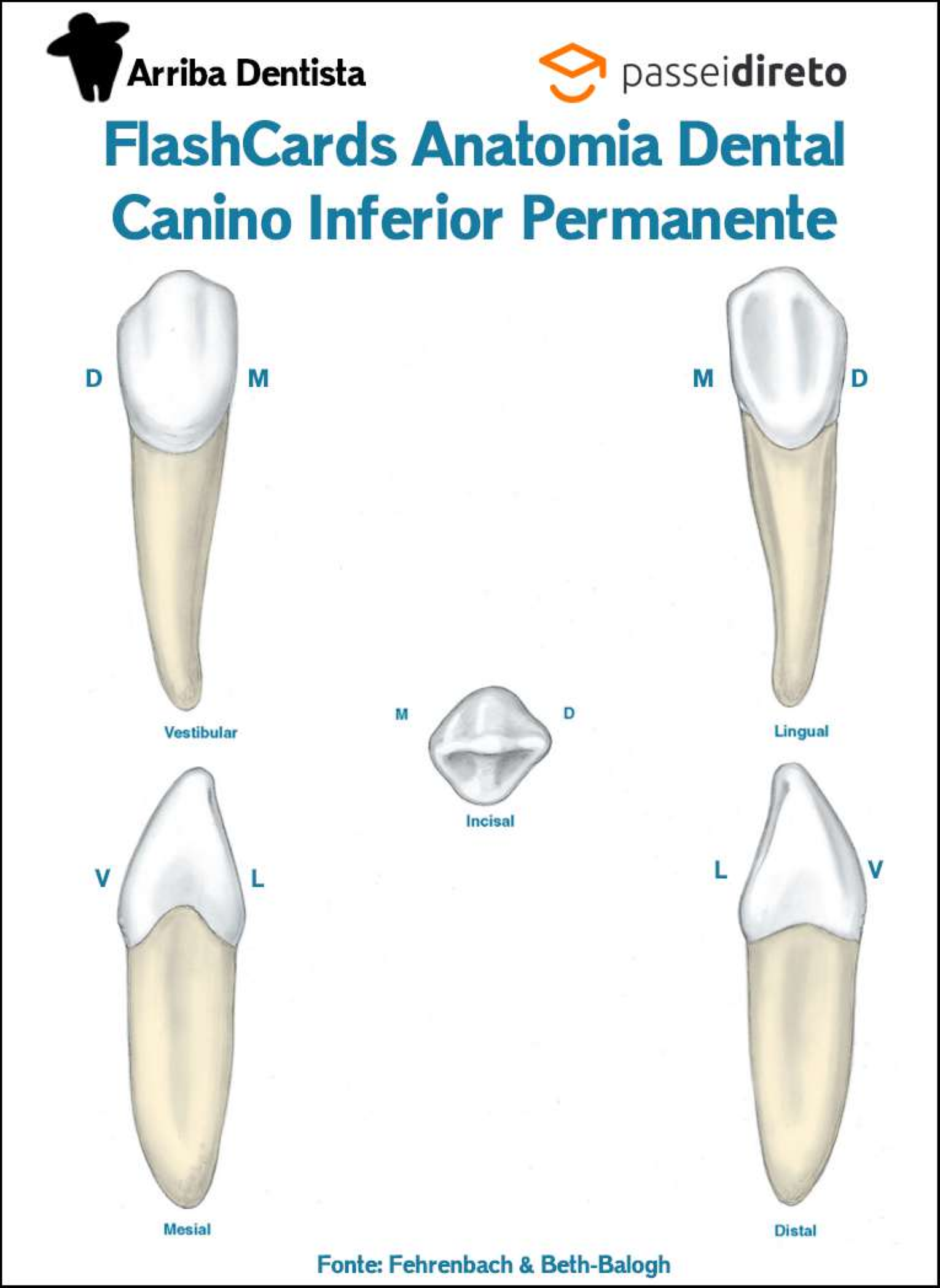 133 Canino Inferior