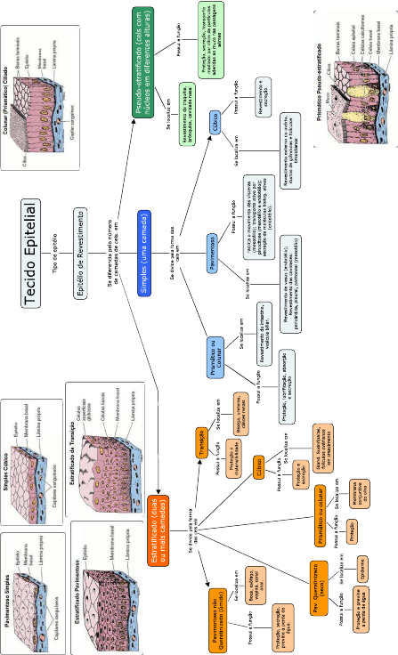 Mapa Conceitual Tecido Epitelial Revestimento Tipos Biologia Tecidual Sexiz Pix