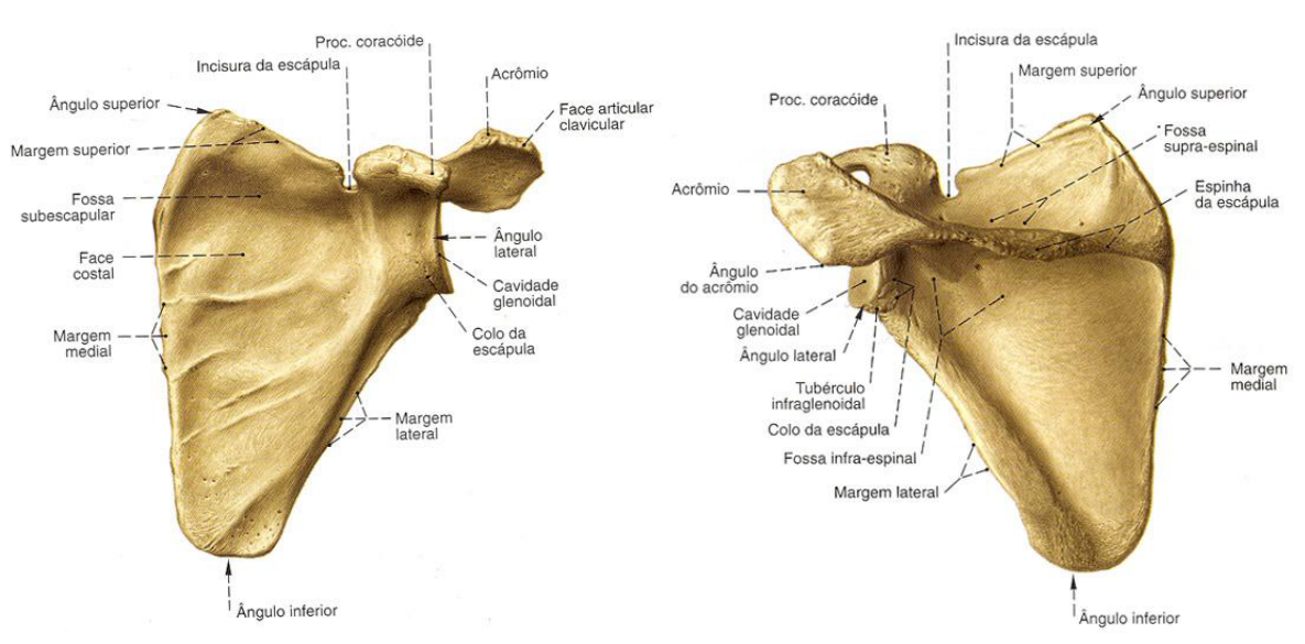 Верхний край. Processus coracoideus лопатки. Margo lateralis лопатки. Incisura scapulae располагается на. Angulus Superior scapulae.