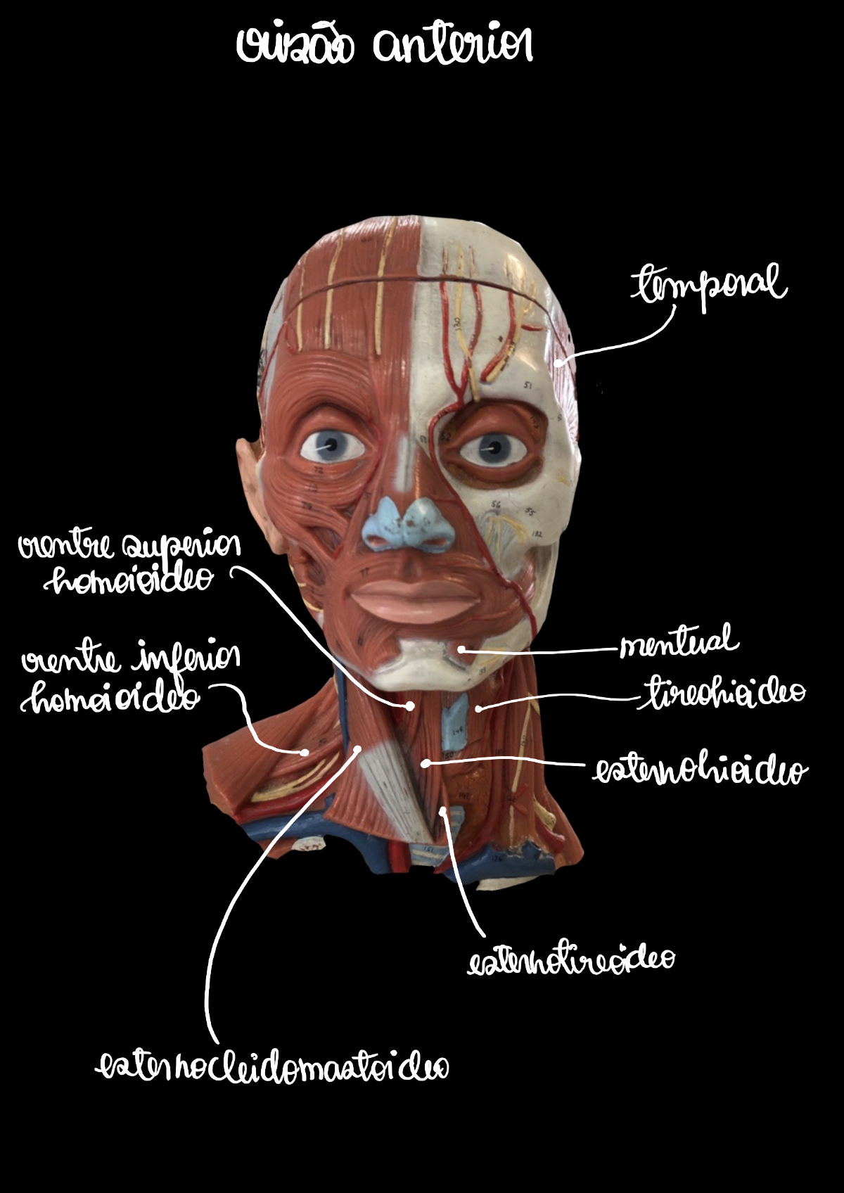 Músculos Da Cabeça E Do Pescoço Anatomia Humana I