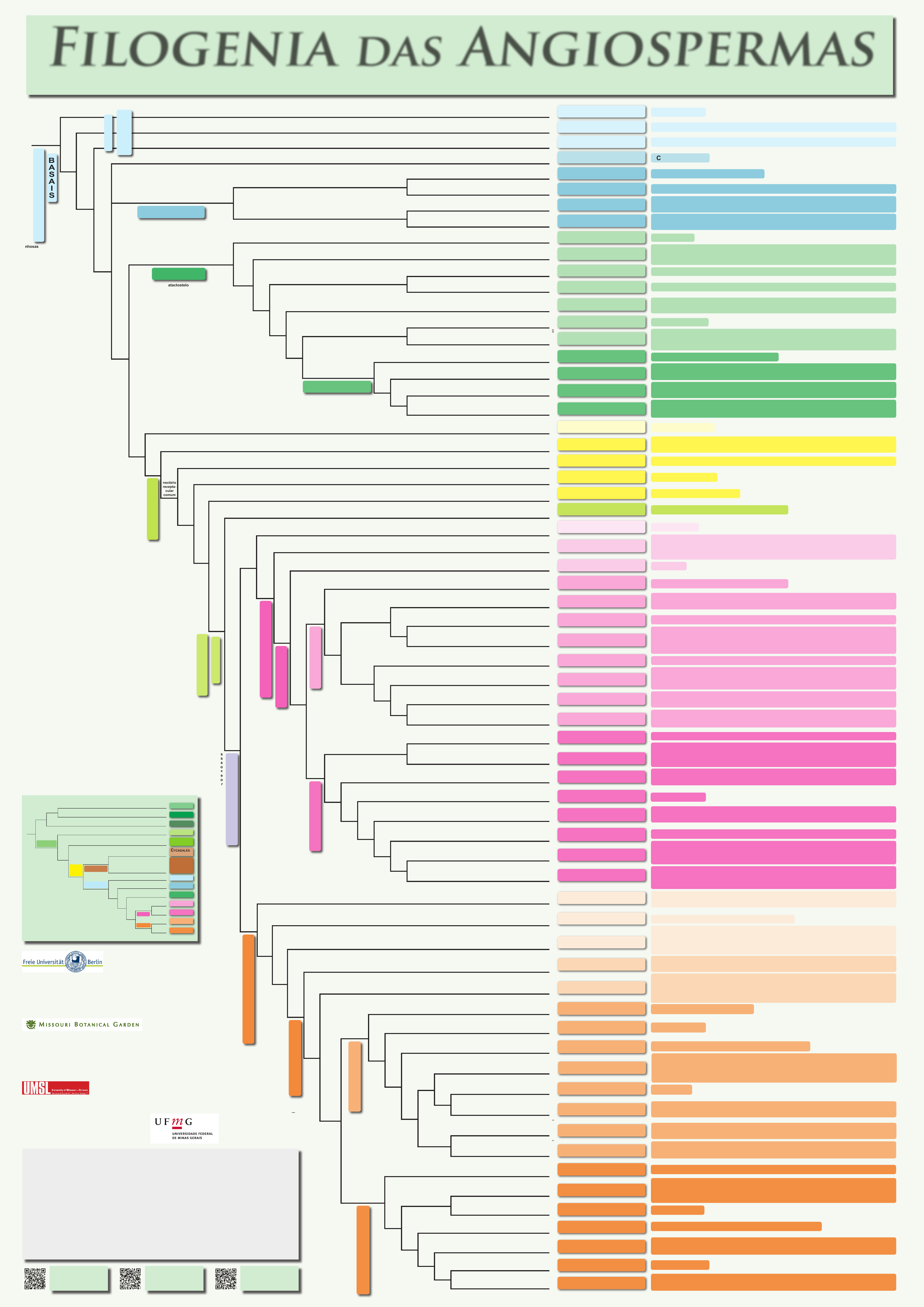 Grátis: FILOGENIA ANGIOSPERMA - Material Claro e Objetivo em PDF para  Estudo Rápido, image size:4768x6741
