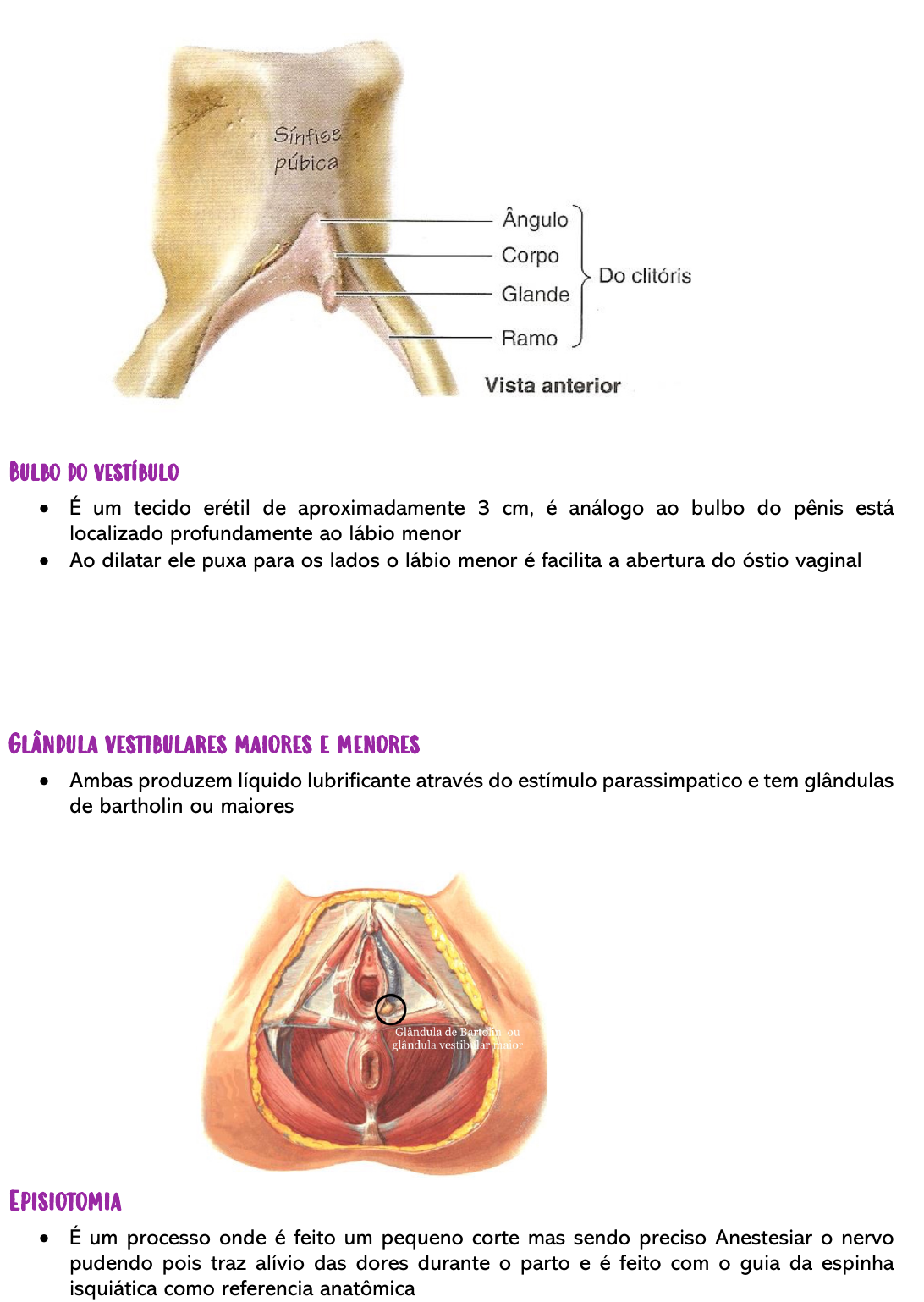 Anatomia Reprodutor Feminino - Anatomia I